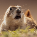 a surprised looking black-tailed prairie dog