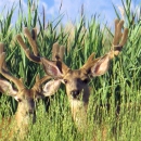 Two deer with antlers in velvet