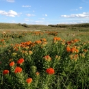 Orange butterfly milkweed on Kirwin National Wildlife Refuge