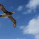 bird flying up above with clouds