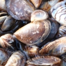 A couple dozen mussels with brown-black-and-white-striped shell together on the ground