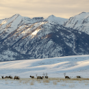 A herd of elk in a snowy field and craggy mountains in the backdrop.