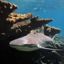 A grey reef shark swims past brown, jagged coral. Behind it is another grey reef shark that cuts through the coral reef. 