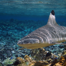 A blacktip reef shark swims amongst the reef. Coral surrounds it. 