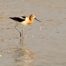 An American Avocet wading through shallow wetlands at the Fish Springs National Wildlife Refuge in Utah