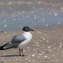 a laughing gull stands on a beach speckled with small shells