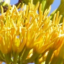 A yellow agave plant resembling multiple hands with fingers spread wide apart waving hello and good-bye.