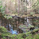 Standerson Island Marshy Landscape