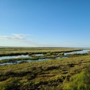 Coastal marsh under a bright blue sky