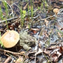 An endangered Wyoming toad hangs out under a toadstool.
