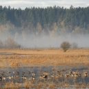 misty morning over the freshwater ponds at Billy Frank Jr. Nisqually refuge
