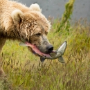 A profile of a brown bear with a salmon in her mouth