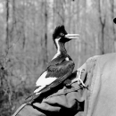 A black and white photo: from right to left, a back view of a man’s upper torso as an ivory-billed woodpecker climbs up the man’s left upper-arm while staring into the man’s face.