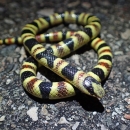 Close up of Tucson shovel-nosed snake..