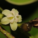 Close up of a Palo de rosa displaying a few stems and a single small white flower.