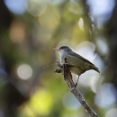 An ʻakikiki sits on a branch.