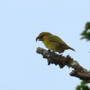 A kiwikiu sits on a branch. It has
