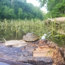 Alabama Map turtle sitting on a log in the river with vegetation in the background.