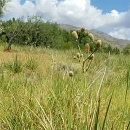 Tall thin stalks supporting multiple conical flowers (Arizona eryngo) in the foreground, with tall grass, thick forest and desert hills in the background.