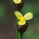 Two three petaled yellow flowers on green stalks