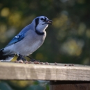 A blue and grey bird eating a red berry