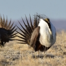 Two large, ornate birds with pointed fail features, large white breast on a dry grassland with mountains in the distance