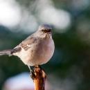 A light-grey breasted bird with brown and grey back calling from a post