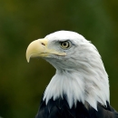 Headshot of a Bald eagle. 