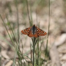 An orange black and white checkerspot butterfly perched on a herbaceous stalk.