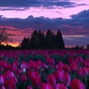 Tulip farm in bloom with clouds and sunset in the distance.