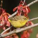 Small, bright yellow & brown bird sits on branches in front of bright red whirlygig seed pod clusters