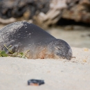 monk seal rests on a sandy beach