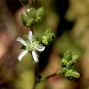 closeup of green plant with white flowers