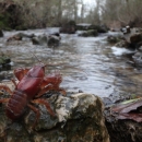 a crayfish on a rock