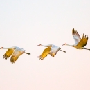 Three sandhill crane in flight