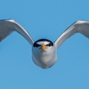 Least tern in flight