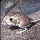 brown and white mammal with large eyes and long tail sits on rock