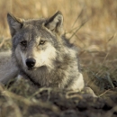 A gray wolf lays down in short grasses, with it's head up and looking quizzically at the camera.