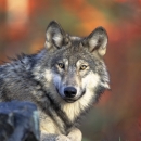 gray wolf lying down with head turned to camera