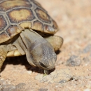 small tortoise bends head down to eat green plant on ground