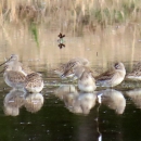 Flock of long-billed dowitchers. They are brown, white & grey, standing in water feeding. 