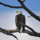A bald eagle sitting on a branch.