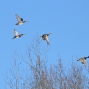 An image of ducks flying.