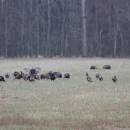 An image of a turkey flock in a field.