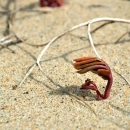 Image of sprout on beach