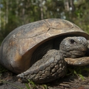 gopher tortoise on forest floor