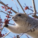 A Delmarva fox squirrel reaching for buds on a branch