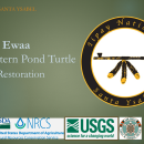 2026 Spring Tribal Coordination Meeting - Turtle Presentation