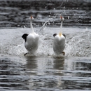 Clark's Grebes (rushing)
