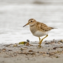 White and brown shorebird walks along wet sand with water in the background